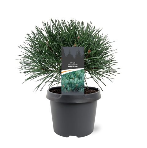 Pinus sylvestris 'Martham'