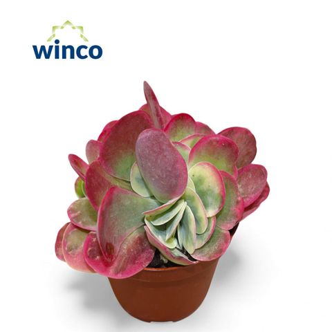 Kalanchoe thyrsiflora 'Variegata'