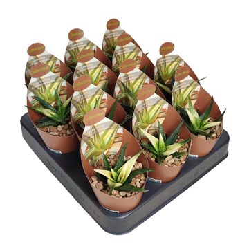 Haworthia limifolia variegata