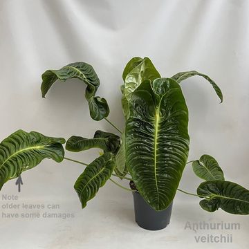 Anthurium veitchii