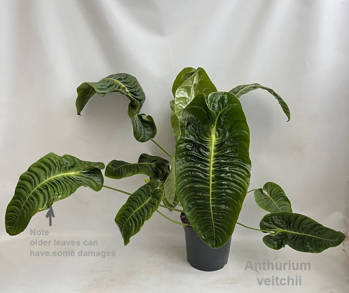 Anthurium veitchii — Plant Wholesale FlorAccess