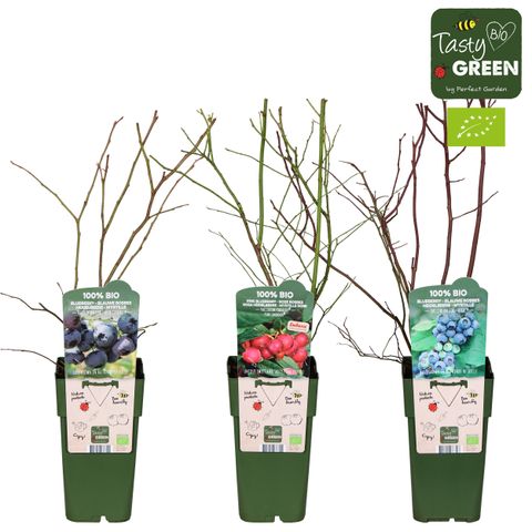 Vaccinium corymbosum MIX