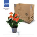 Anthurium KARMA ORANGE