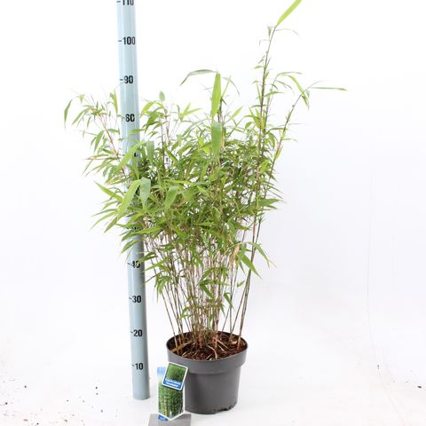 Fargesia robusta 'Wenchuan'