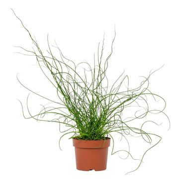 Juncus effusus 'Liebeslocken'