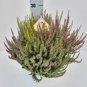 Calluna vulgaris BEAUTY LADIES MIX IN POT