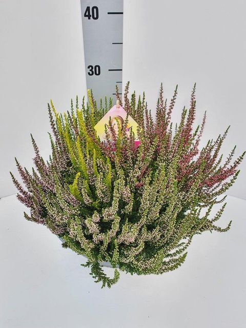 Calluna vulgaris BEAUTY LADIES MIX IN POT