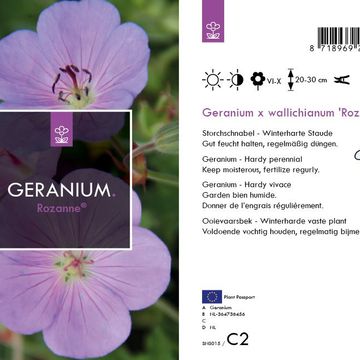 Geranium ROZANNE