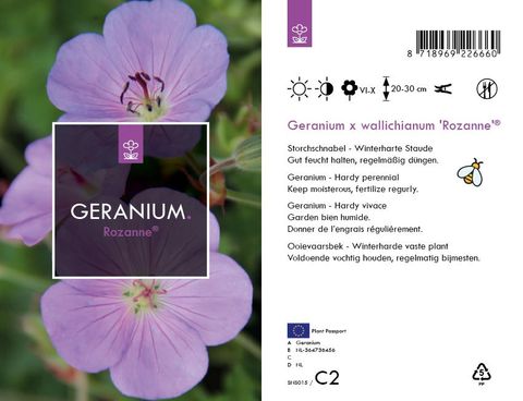 Geranium ROZANNE