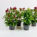Celosia 'Venezuela'