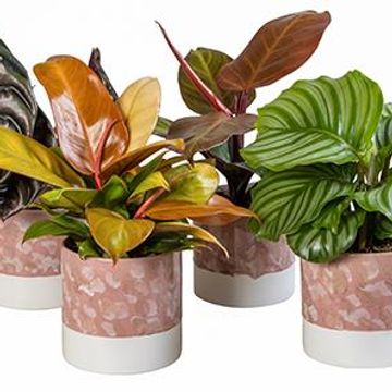 Plantas de interior MIX