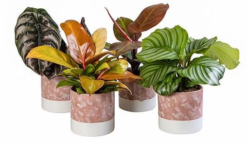 Plantas o interior MIX