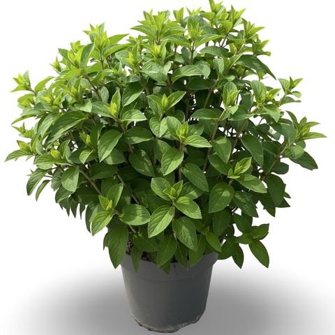 Hydrangea paniculata BOBO