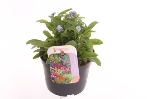 Myosotis sylvatica 'Compindi'