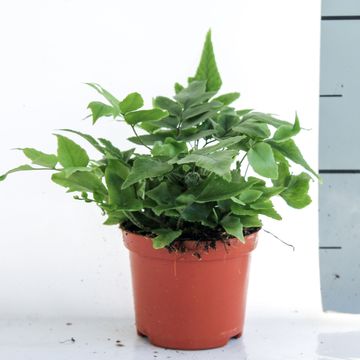 Cyrtomium fortunei clivicolum