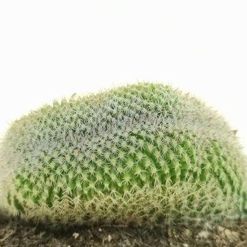 Mammillaria matudae cristata