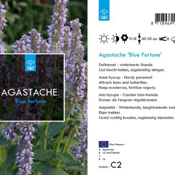 Agastache 'Blue Fortune'