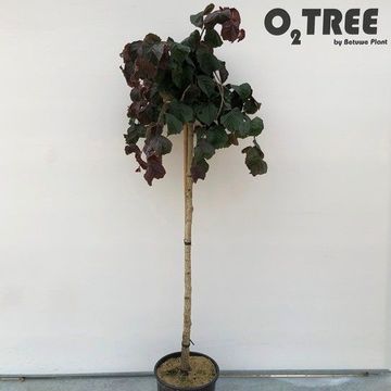 Corylus avellana PURPLE UMBRELLA