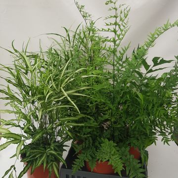 Ferns MIX