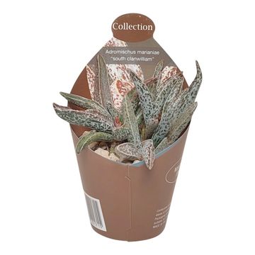 Adromischus marianae CLANWILLIAM