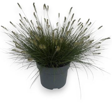 Pennisetum orientale 'Plumeau'