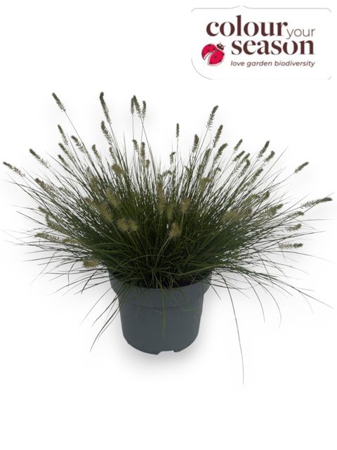 Pennisetum orientale 'Plumeau'