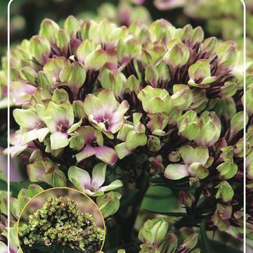 Phlox 'Mystique Green'