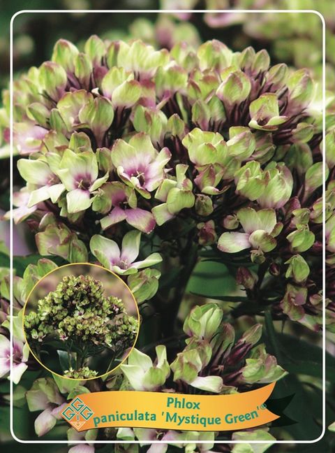 Phlox 'Mystique Green'