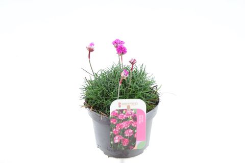 Armeria maritima 'Düsseldorfer Stolz'