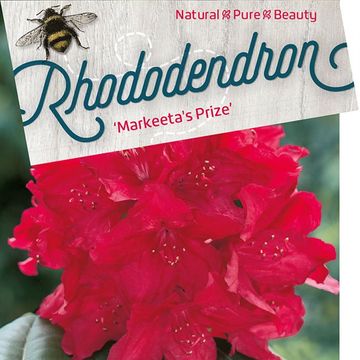 Rhododendron 'Маркитаз Прайз'