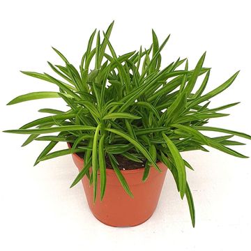 Peperomia ferreyrae 'Nevada'