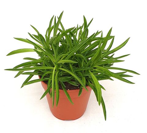 Peperomia ferreyrae 'Nevada'