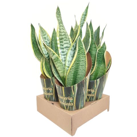 Sansevieria trifasciata