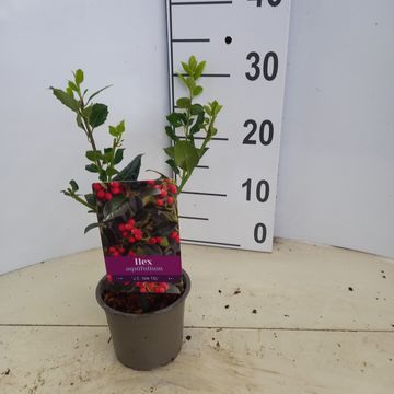 Ilex aquifolium 'J.C.  van Tol'