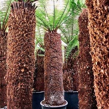 Dicksonia antarctica