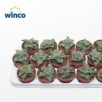 Faucaria tuberculosa monstruosa