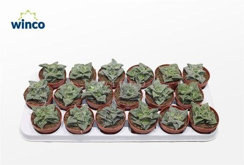 Faucaria tuberculosa monstruosa