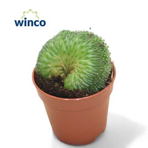 Mammillaria spinosissima 'Un Pico Cristata'