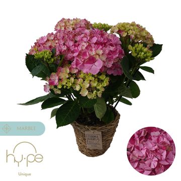 Hydrangea macrophylla 'Sweet Campino'