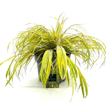 Hakonechloa macra 'Aureola'