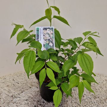 Heptacodium miconioides