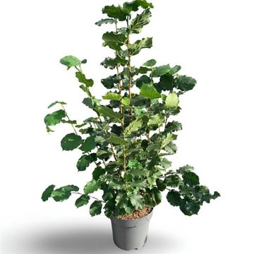 Corylus 'Webb's Prize Cob'