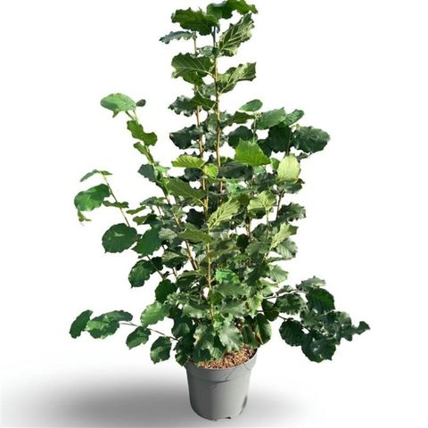 Corylus 'Webb's Prize Cob'