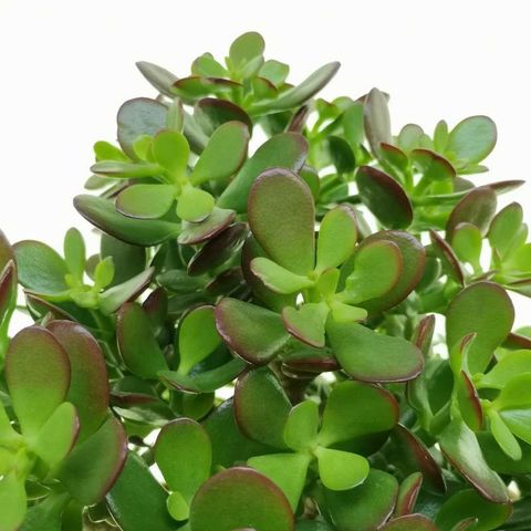 Crassula ovata 'Minor'