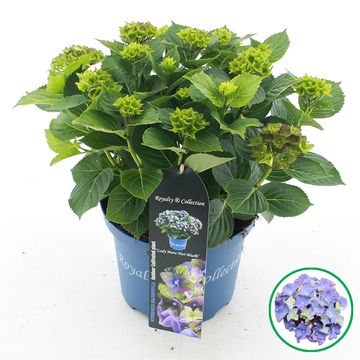 Hydrangea macrophylla ROYALTY COLLECTION LADY MATA HARI