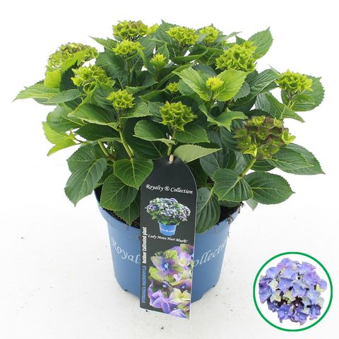 Hydrangea macrophylla ROYALTY COLLECTION LADY MATA HARI