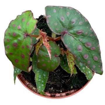 Begonia amphioxus x malachosticta