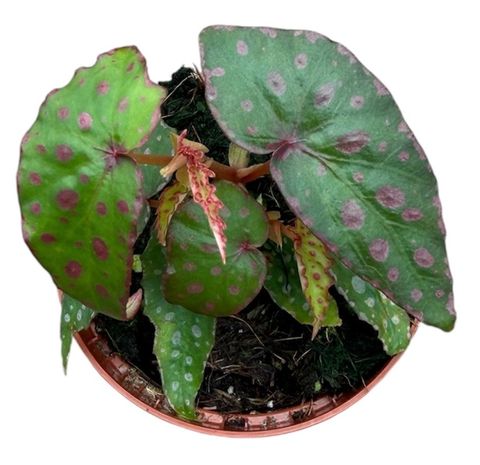 Begonia amphioxus x malachosticta