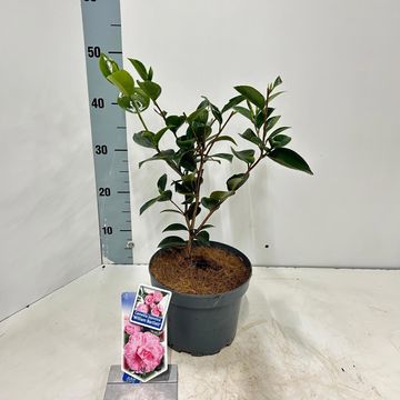 Camellia japonica 'William Bartlett'