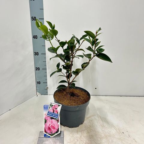 Camellia japonica 'William Bartlett'